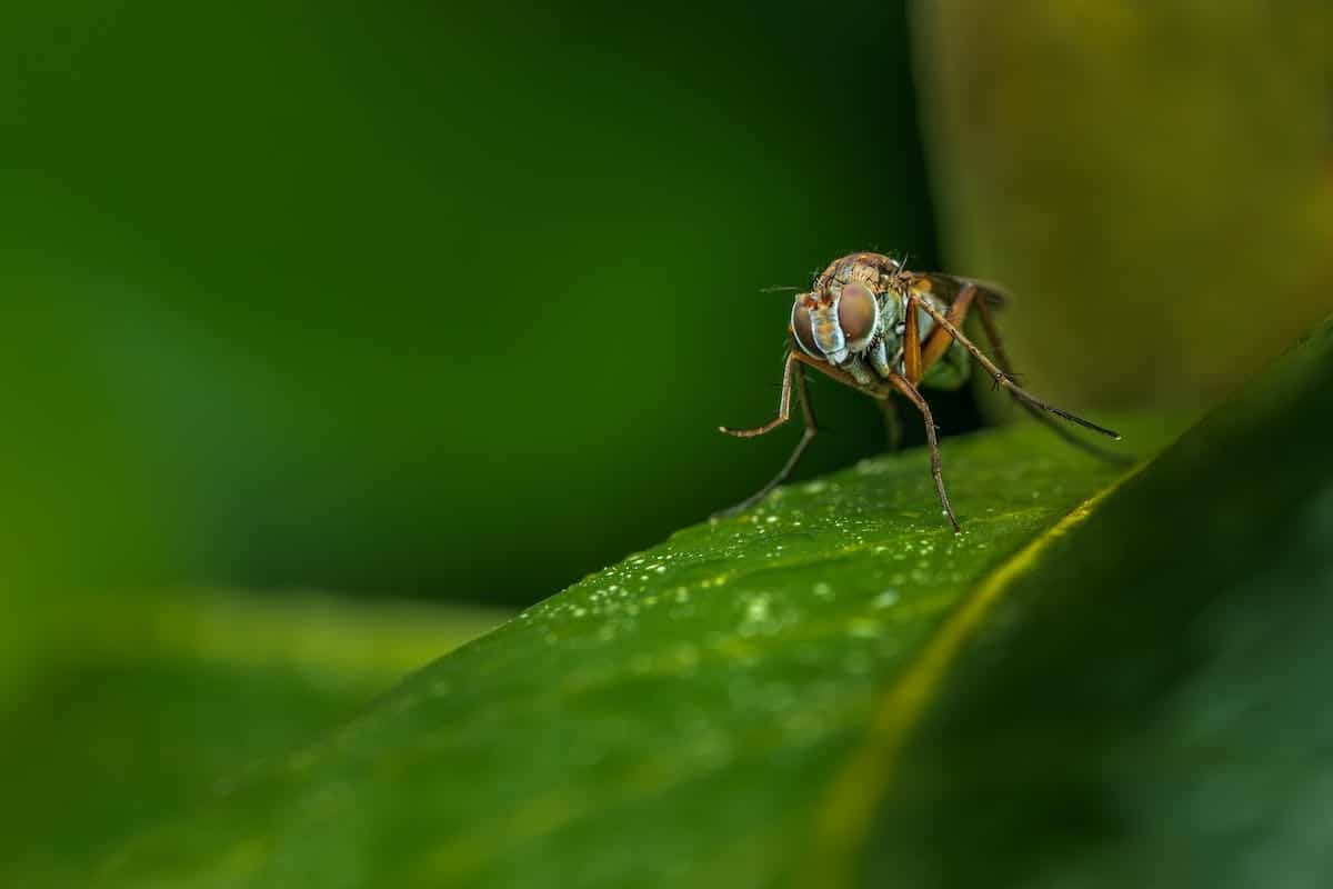 bébé anti-moustique