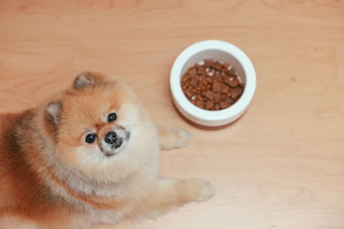 chiens  croquettes